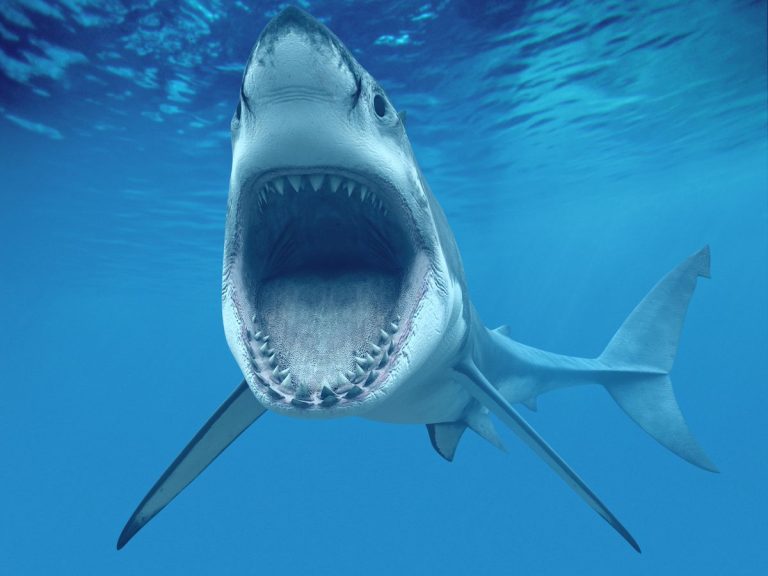 A Thrilling Adventure Awaits: Shark Cage Diving ðŸ¦ˆ